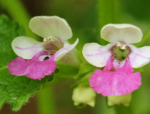 Květy medovníku meduňkolistého (Melittis melissophyllum)