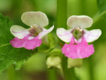 Květy medovníku meduňkolistého (Melittis melissophyllum)