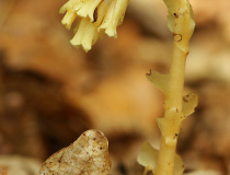 Hnilák smrkový (Monotropa hypopitys)