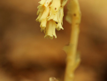 Hnilák smrkový (Monotropa hypopitys)