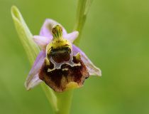Tořič čmelákovitý Holubyho (Ophrys holoserica subsp. holubyana)