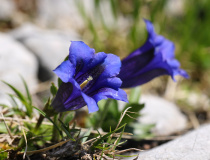Hořec Clusiův (Gentiana clusii)