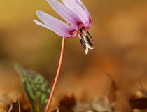 Kandík psí zub (Erythronium dens-canis)
