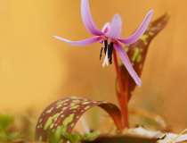 Kandík psí zub (Erythronium dens-canis)
