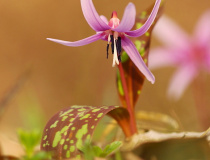 Kandík psí zub (Erythronium dens-canis)