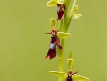 Tořič hmyzonosný (Ophrys insectifera)