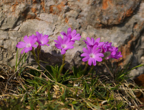 Prvosenka Clusiova (Primula clusiana)