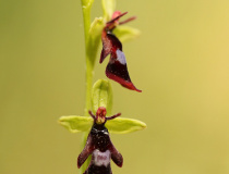 Tořič hmyzonosný (Ophrys insectifera)