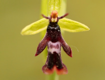 Tořič hmyzonosný (Ophrys insectifera)
