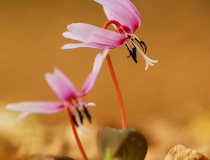 Kandík psí zub (Erythronium dens-canis)