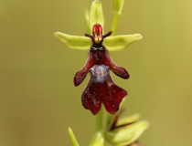 Tořič hmyzonosný (Ophrys insectifera)