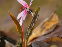 Kandík psí zub (Erythronium dens-canis)
