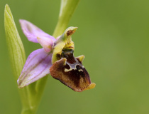 Tořič čmelákovitý Holubyho (Ophrys holoserica subsp. holubyana)