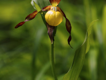 Střevičník pantoflíček (Cypripedium calceolus)