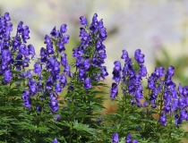 2.Oměj tuhý pravý (Aconitum firmum Rchb.subsp. firmum)