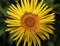 21.Oman srstnatý (Inula hirta)