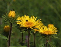 22.Oman srstnatý (Inula hirta)