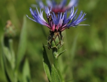 23.Chrpa chlumní (Centaurea triumfettii)