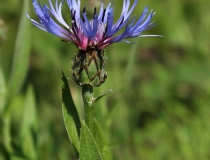 24.Chrpa chlumní (Centaurea triumfettii)