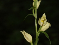 25.Okrotice bílá (Cephalanthera damasonium)
