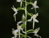 26.Vemeník dvoulistý (Platanthera bifolia)
