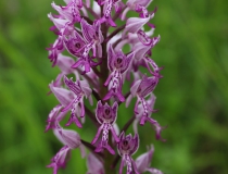 27.Vstavač vojenský (Orchis militaris)