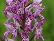 28.Vstavač vojenský (Orchis militaris)
