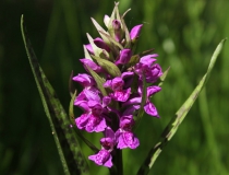 29.Prstnatec májový (Dactylorhiza majalis)