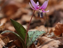 3.Kandík psí zub (Erythronium dens-canis)