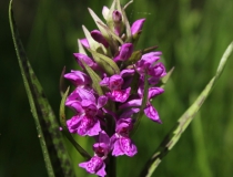 30.Prstnatec májový (Dactylorhiza majalis)