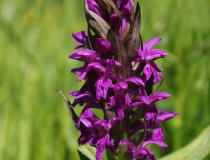 31.Prstnatec májový (Dactylorhiza majalis)