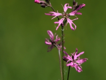 33.Kohoutek luční (Lychnis flos-cuculi)