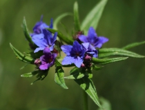 34.Kamejka modronachová (Lithospermum purpurocaeruleum L.)