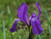 35.Kosatec bezlistý český (Iris aphylla subsp. bohemica)