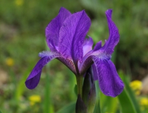 36.Kosatec bezlistý český (Iris aphylla subsp. bohemica)