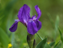 37.Kosatec bezlistý český (Iris aphylla subsp. bohemica)