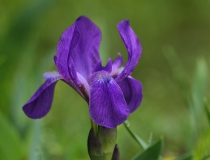 38.Kosatec bezlistý český (Iris aphylla subsp. bohemica)