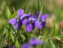 39.Violka vonná (Viola odorata L.)