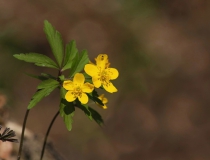40.Sasanka pryskyřníkovitá (Anemone ranunculoides)