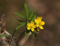 41.Sasanka pryskyřníkovitá (Anemone ranunculoides)