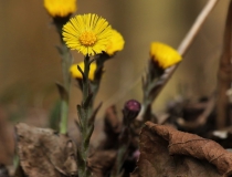 42.Podběl lékařský (Tussilago farfara L.)
