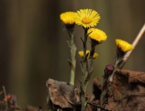 43.Podběl lékařský (Tussilago farfara L.)