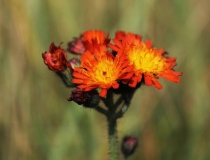 44.Jestřábník oranžový (Hieracium aurantiacum L.)
