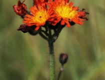 45.Jestřábník oranžový (Hieracium aurantiacum L.)