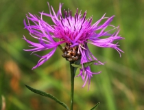 46.Chrpa luční (Centaurea jacea)