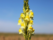 47.Lnice květel (Linaria vulgaris)