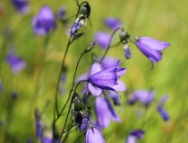 48.Zvonek okrouhlolistý pravý (Campanula rotundifolia)
