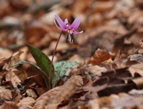 5.Kandík psí zub (Erythronium dens-canis)