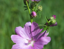 52.Sléz pižmový (Malva moschata L.)