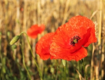 53.Mák vlčí (Papaver rhoeas)